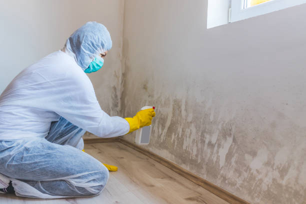 Licensed Attic Mold Removal service in Paramus, NJ - WQB Mold Removal