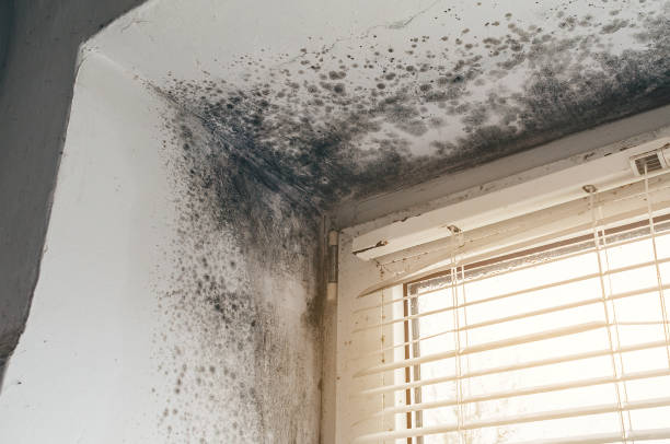 Affordable Attic Mold Removal solutions in Paramus, NJ