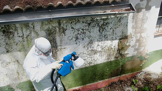 Top rated local Attic Mold Removal specialists in Paramus, NJ